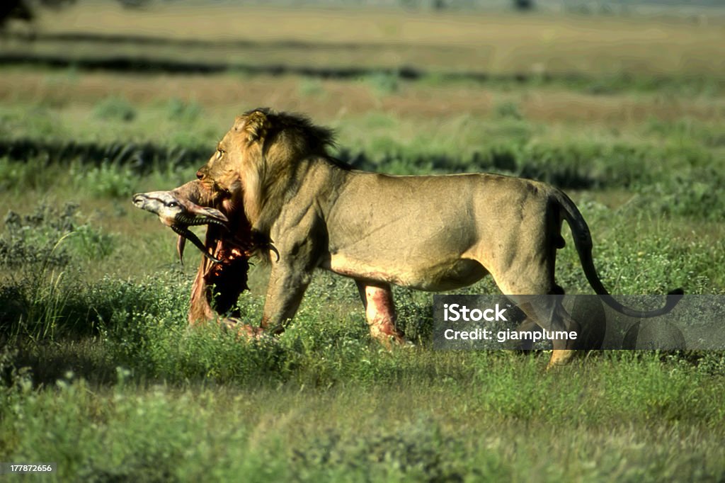 Leone nel Kalahari - Photo de Afrique libre de droits