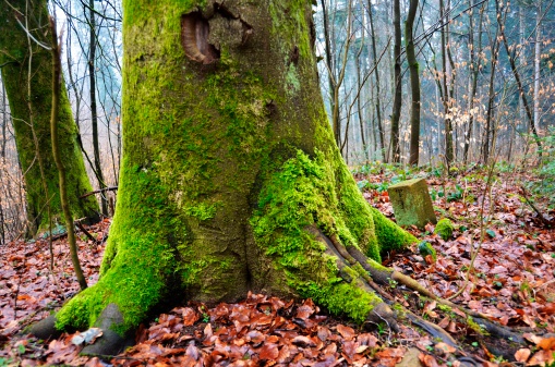 A tree in the authumn with a moss-covered trunk
