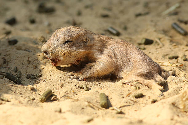 Baby prairie dog
