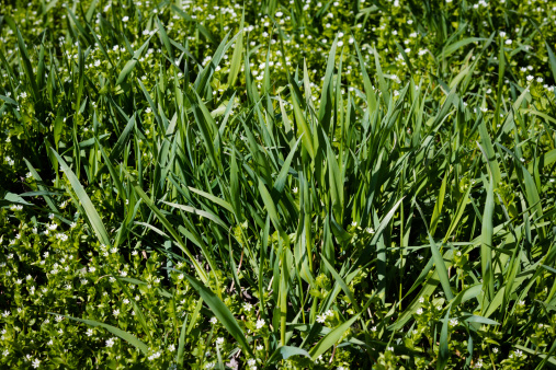 White field florets in the high green to grass