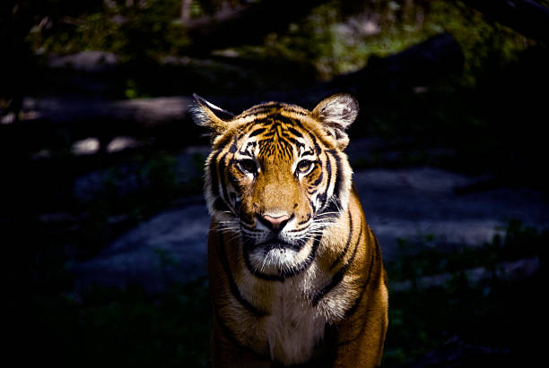 olhos abertos tigre - international wildlife conservation park imagens e fotografias de stock