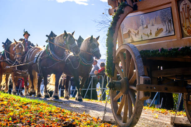horse-drawn carriage horses