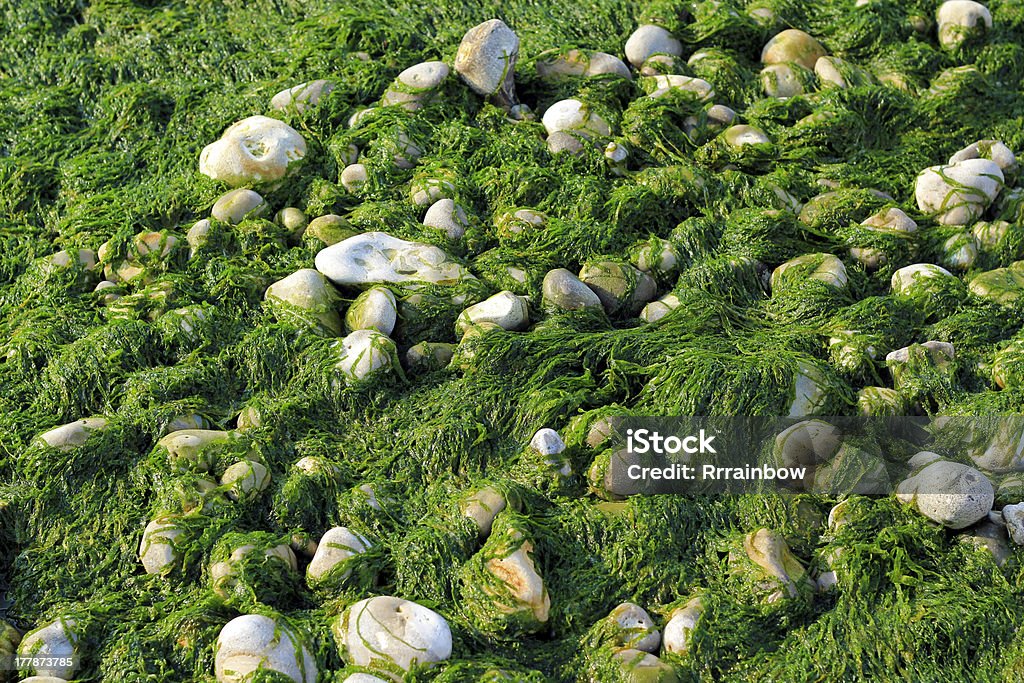 Seaweed and pebbles background Wet Seaweed and pebbles, Normandie beach Algae Stock Photo