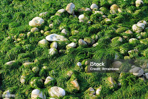 Seaweed And Pebbles Background Stock Photo - Download Image Now - Algae, Beach, Boulder - Rock