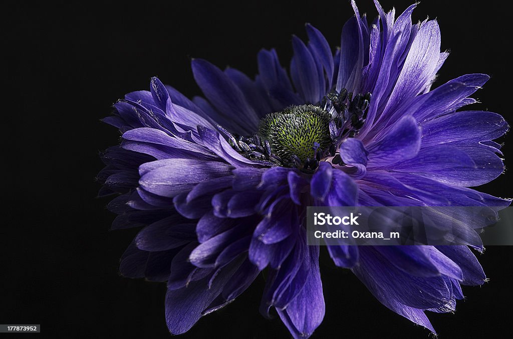 anemone blu - Foto stock royalty-free di Anemone