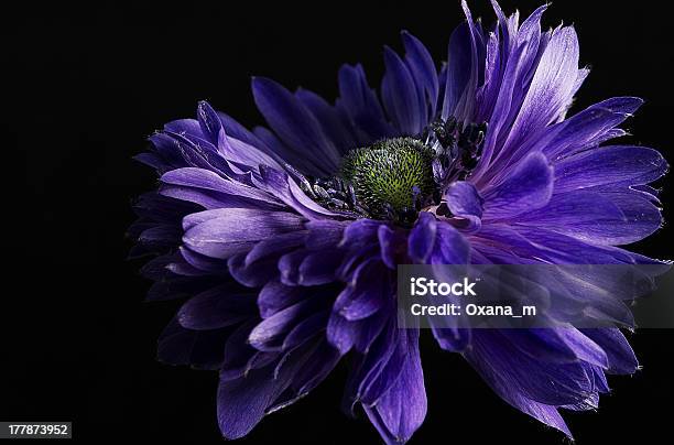 Anemone Blu - Fotografie stock e altre immagini di Anemone - Anemone, Bellezza, Bellezza naturale