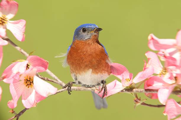 istock Bluebird with Dogwood flowers 177874155