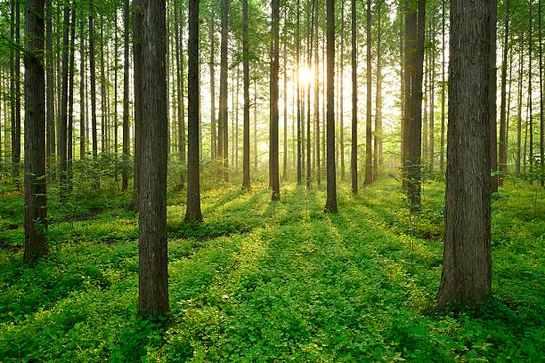 Morning, the beautiful forest scenery.
