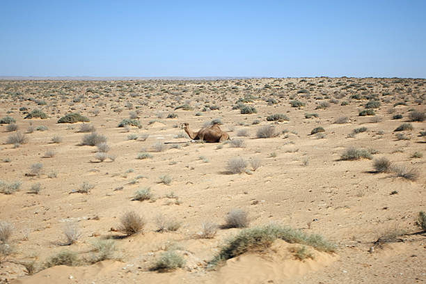 Camel in Sahara Desert Douz, Kebili, Tunisia - September 17, 2012 : Camel is resting in Sahara Desert on September 17, 2012 in Douz, Kebili, Tunisia tunisia sahara douz stock pictures, royalty-free photos & images