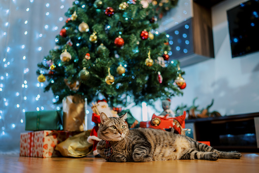 Big cat lies on its side near a decorated Christmas tree and looks away. High quality photo