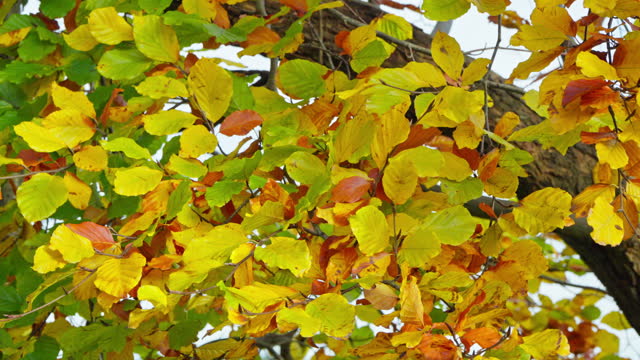 Close up of leaves on a beech tree