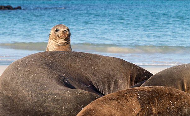 istock Small baby seal among others on beach 177875978