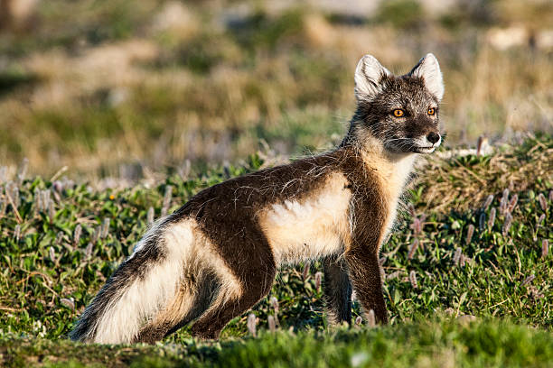 istock Mother Arctic Fox Near Her Den 177876152