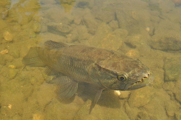 istock Hoplias Fish, Brazil 177876159