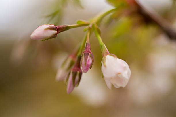 Buds stock photo