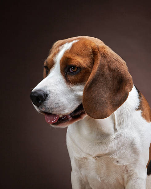 istock Portrait of young beagle dog 177876380