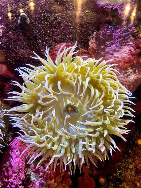 istock Anthopleura xanthogrammica - Giant Green Anemone 1778768250