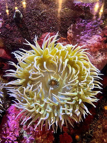 Anthopleura xanthogrammica - Giant Green Anemone