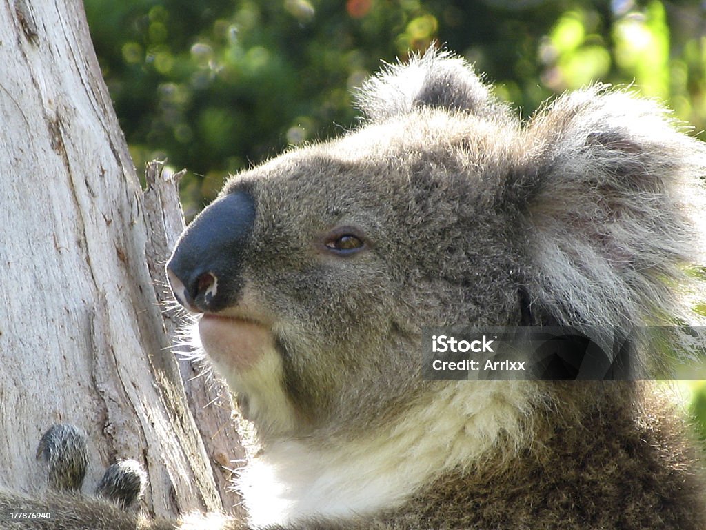 Koala en árbol - Foto de stock de Actividad libre de derechos