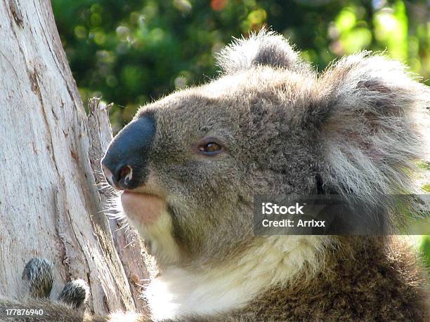 Koala En Árbol Foto de stock y más banco de imágenes de Actividad - Actividad, Aire libre, Animal