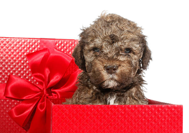 istock Lagotto Romagnolo dog puppy as gift 177877013