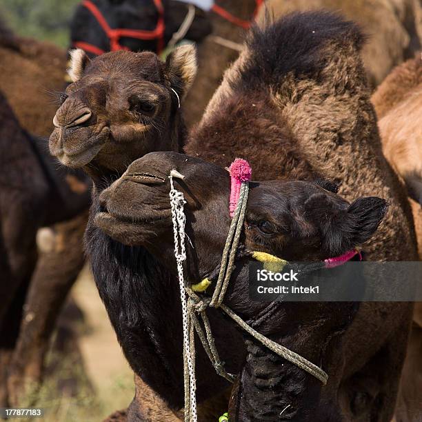 На Pushkar Camel Fair Раджастхан Индия — стоковые фотографии и другие картинки Азия - Азия, Верблюд, Голова животного