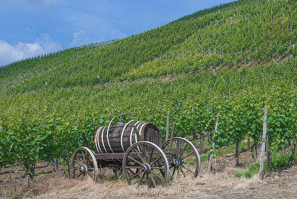 istock old Wine Barrel in Vineyard,Germany 177877431