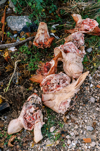 Severed pig heads are lying in a dump in the forest. High quality photo