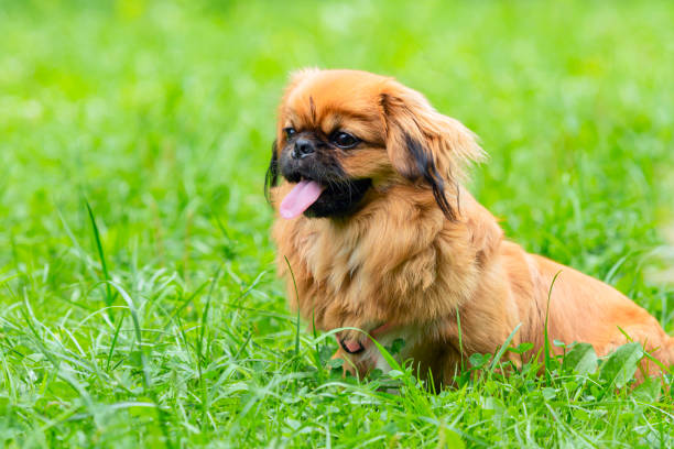 istock Young funny Pekingese on a green field
smiles. 1778776624