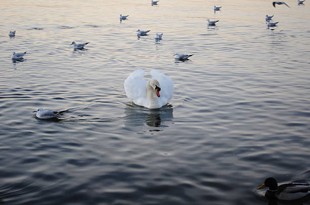 istock Swan smimming in a peaceful lake 177877678