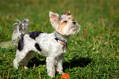 Yorkshire terrier walks on a green lawn on a sunny day