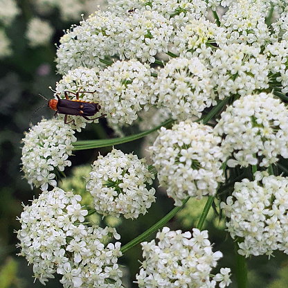 Insect sitting on carrot flower
