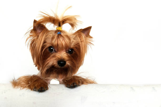 Cute Yorkshire Terrier in front on white background.