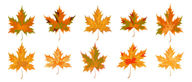 illustrazioni stock, clip art, cartoni animati e icone di tendenza di foglia d'acero autunnale di diverso colore e forma. - thanksgiving maple leaf abstract autumn