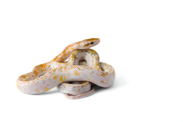 istock Beauty rat Snake isolated on white background 1778779393