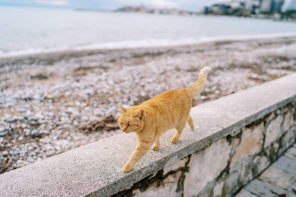 istock Ginger cat walks along a stone fence by the sea with its tail up 1778779907