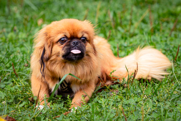 istock Young funny Pekingese playing on a green field 1778780487
