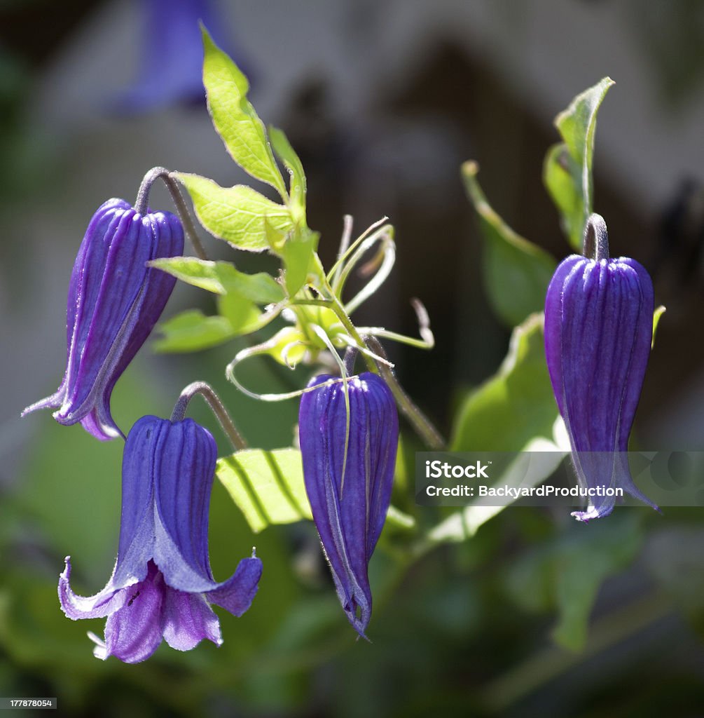 Purple clematis Close up of four clematis flowers backlit from the sun against a darker background Beauty In Nature Stock Photo
