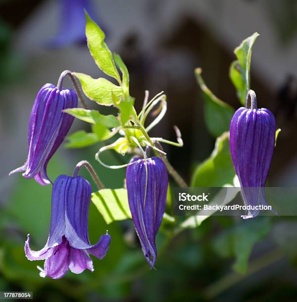 Purple Clematis Stock Photo - Download Image Now - Beauty In Nature, Blossom, Blue