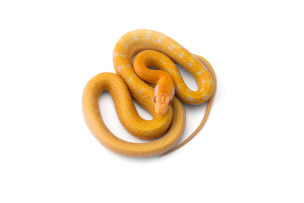 istock Beauty rat Snake isolated on white background 1778781013