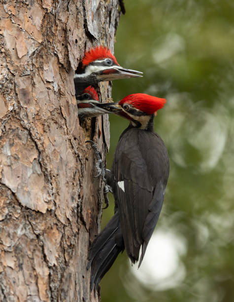 istock Pileated Woodpecker Portrait 1778783132