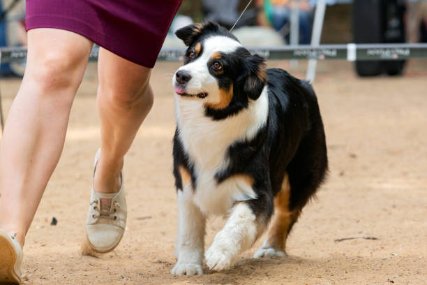 istock A Border Collie dog at a dog show. 1778784169