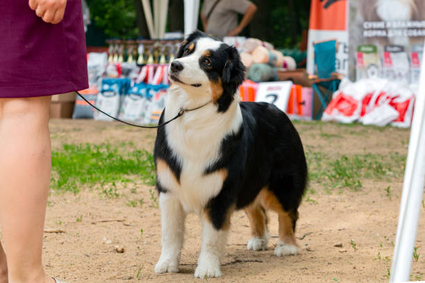 istock A Border Collie dog at a dog show. 1778784785