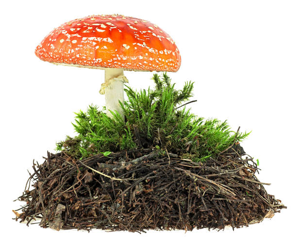 istock Forest soil and green moss with fly agaric mushroom on a white background 1778785366