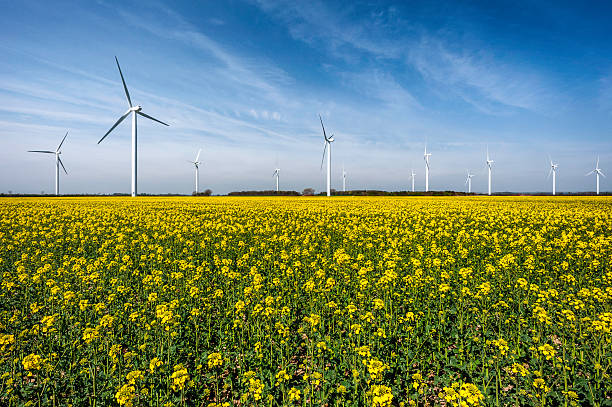 istock Wind farm, field of oil seed rape, Beverley, Yorkshire, UK. 177878604