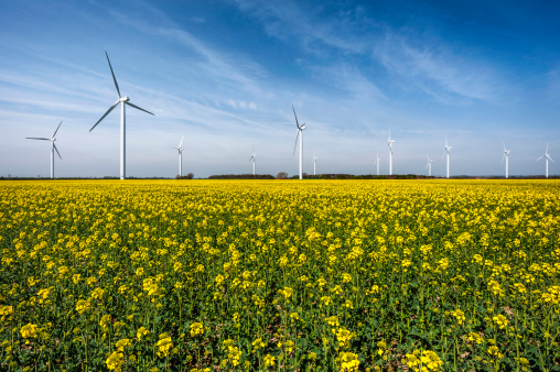 A modern wind farm in a field of oil seed rape on a fine spring morning near the market town of Beverley, Yorkshire, UK. The oil seed rape is just beginning to flower.