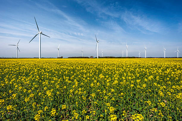 Wind farm, field of oil seed rape, Beverley, Yorkshire, UK. A modern wind farm in a field of oil seed rape on a fine spring morning near the market town of Beverley, Yorkshire, UK. The oil seed rape is just beginning to flower. east riding of yorkshire photos stock pictures, royalty-free photos & images