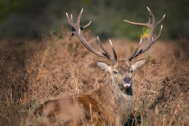 istock Old red stag lying in the bushes 1778788167
