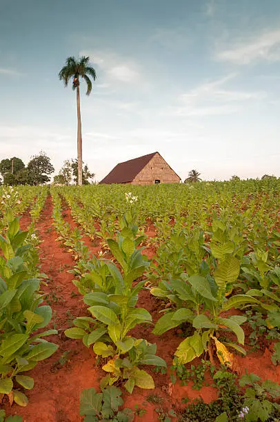 Tobacco field in cuban village Vinales, Cuba.
