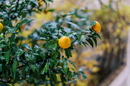 Raindrops on a tangerine tree in a garden with ripe fruits. High quality photo